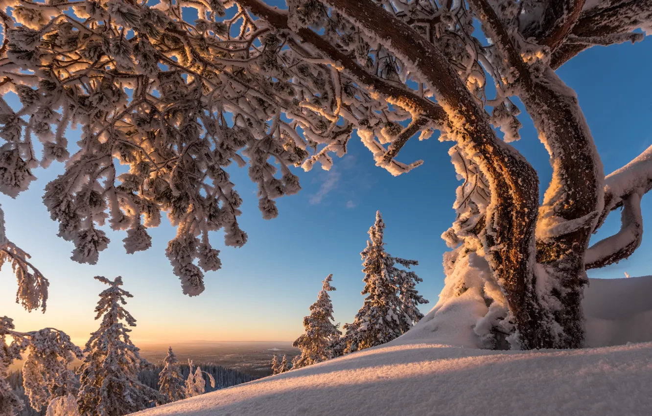 Фото обои зима, снег, деревья, Финляндия, Finland, Северная Карелия, North Karelia, Национальный парк Коли