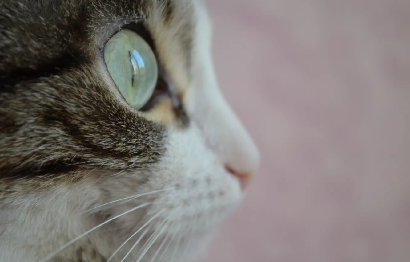 Фото обои животные, глаза, кот, усы, Кошка, шерсть, зеленые глаза