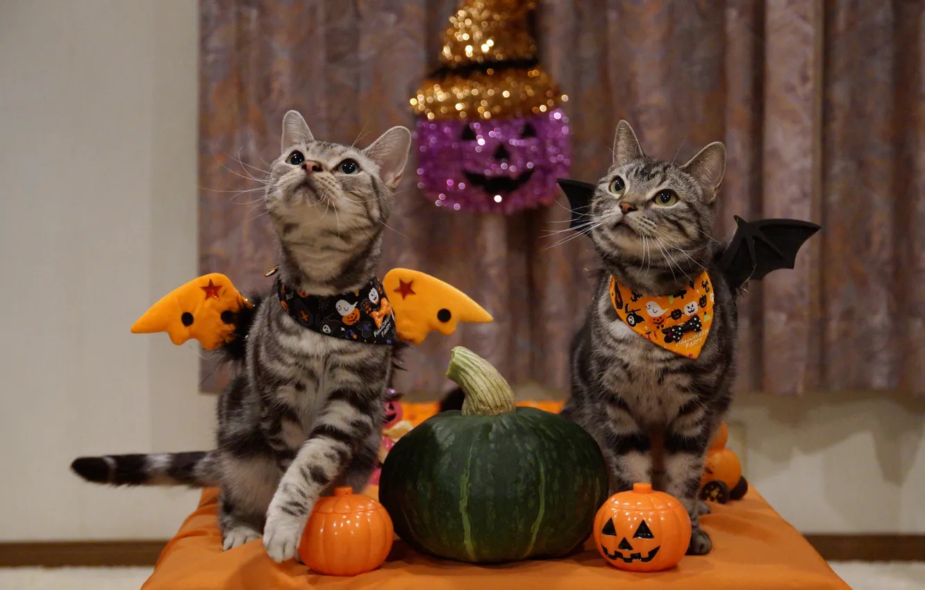 Фото обои праздник, коты, хэллоуин, дыня