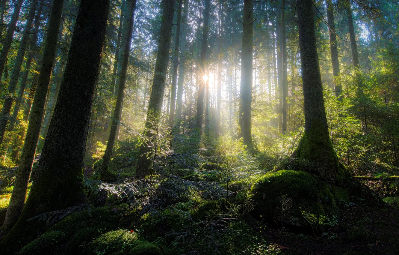 Фото обои лес, солнце, свет, деревья, мох, луч