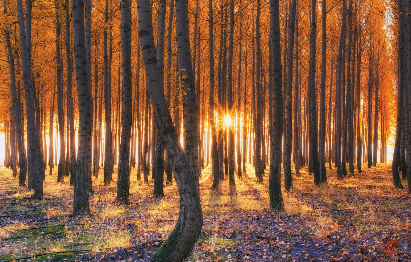 Фото обои осень, лес, свет