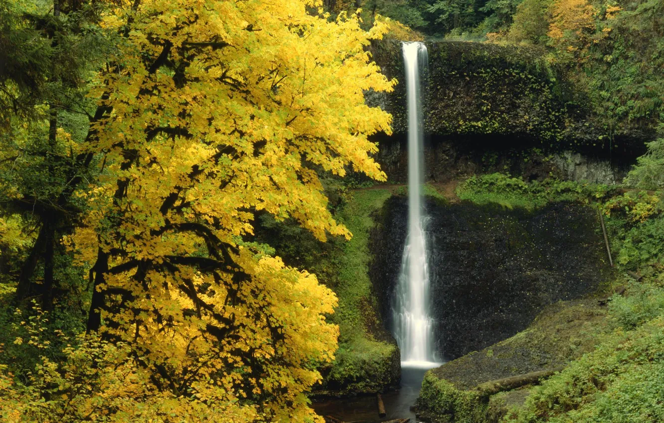 Фото обои лес, деревья, природа, водопад, Осень