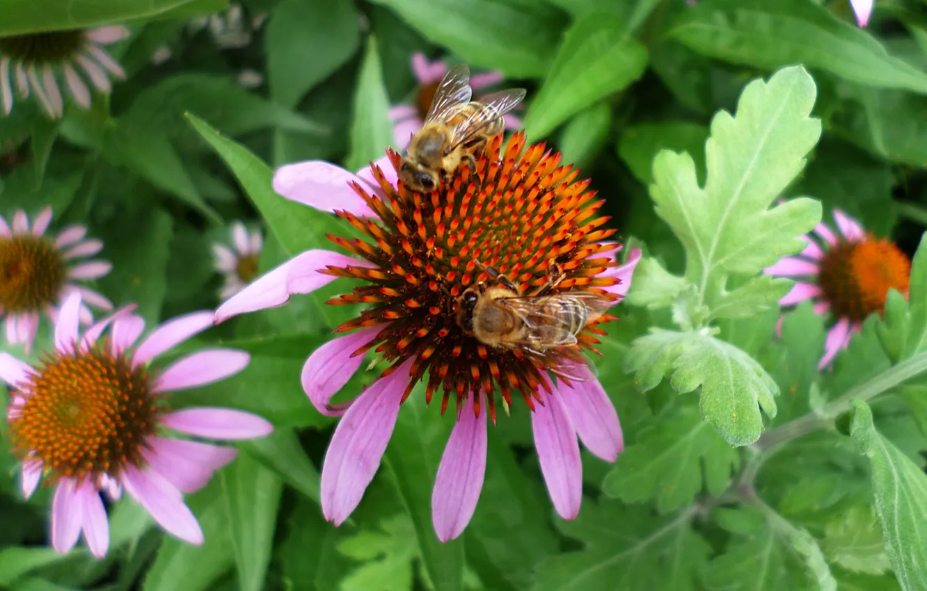 Фото обои лето, цветы, пчелки