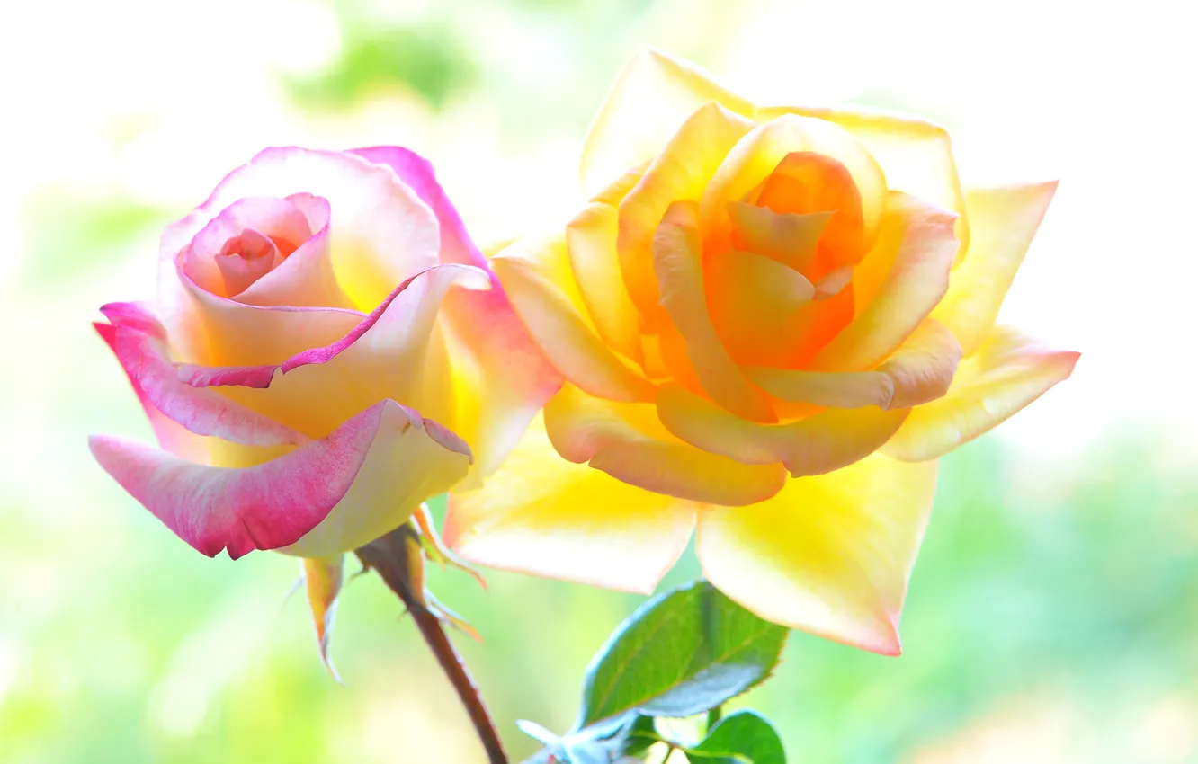 Фото обои макро, фон, розы, лепестки