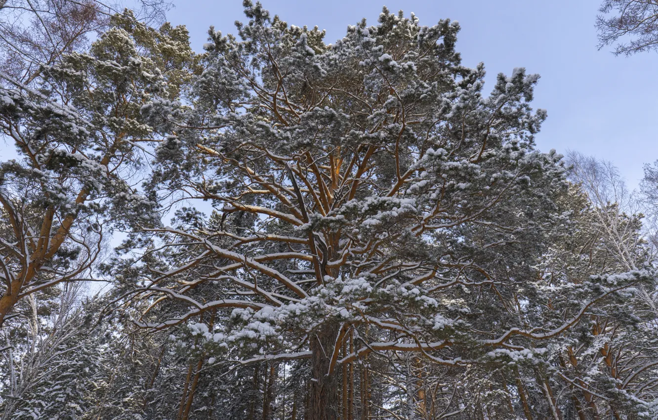 Фото обои снег, дерево, Зима, сосна