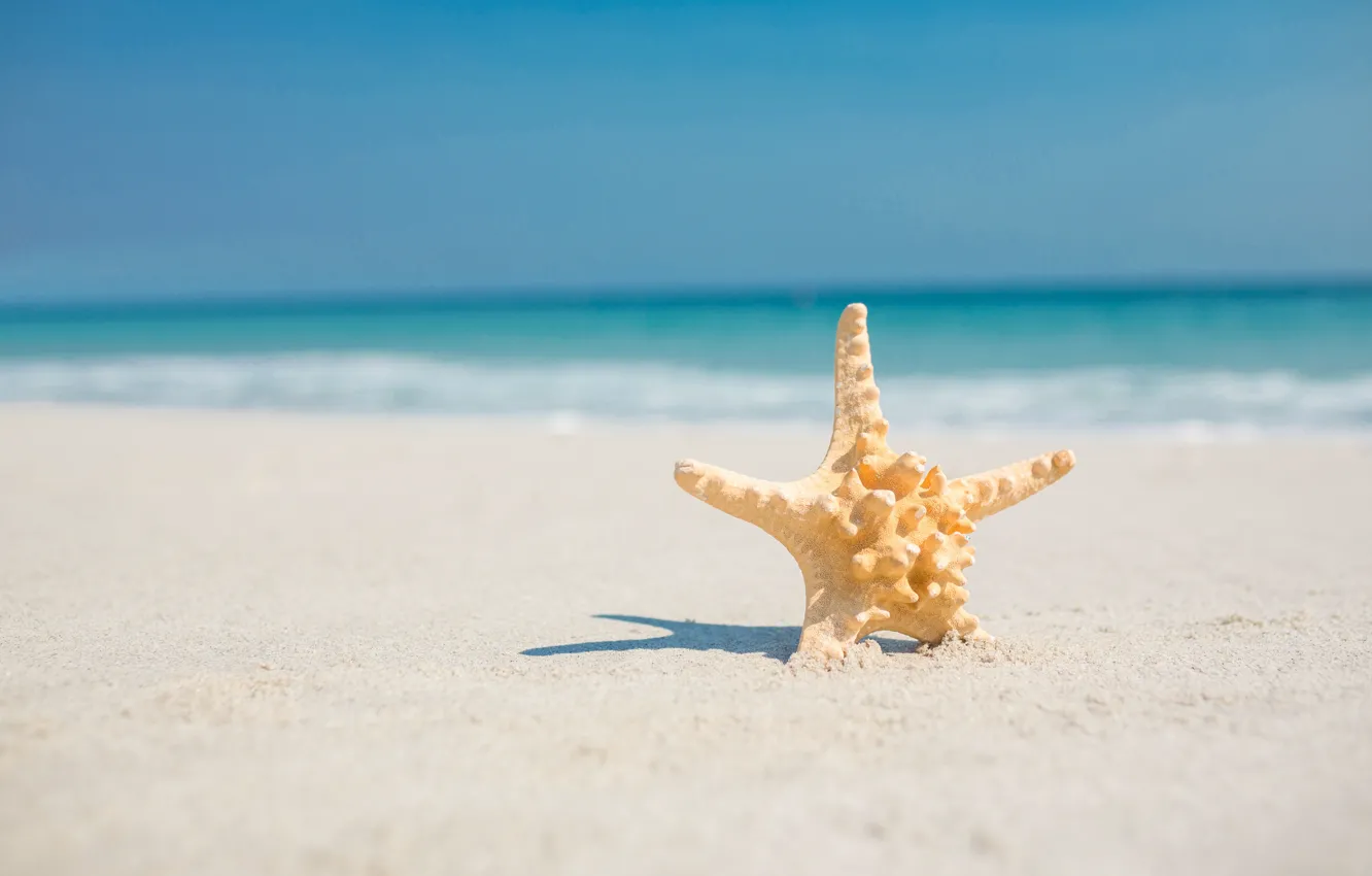Фото обои песок, море, пляж, звезда, summer, beach, sea, sand