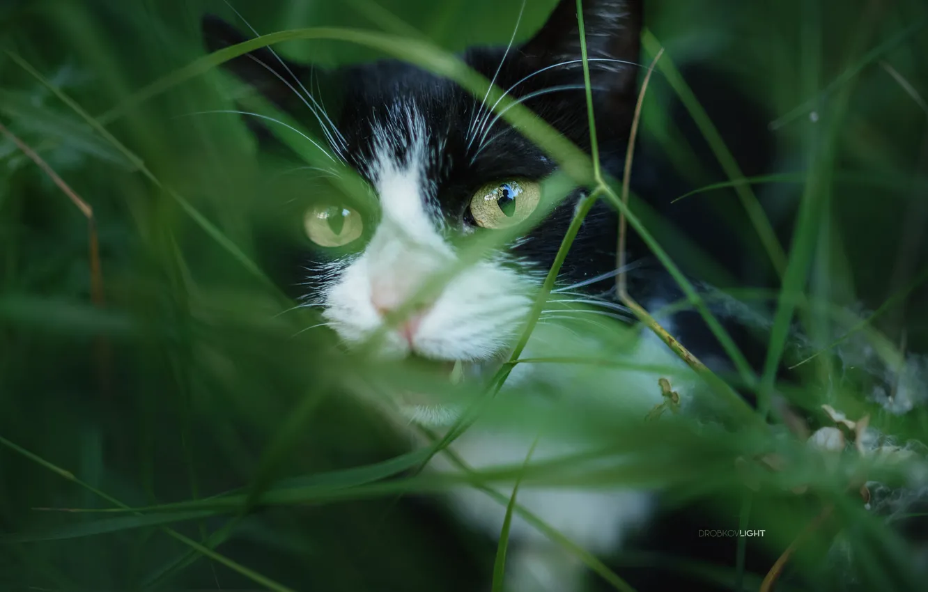 Фото обои кошка, трава, кот, Alexander Drobkov-Light