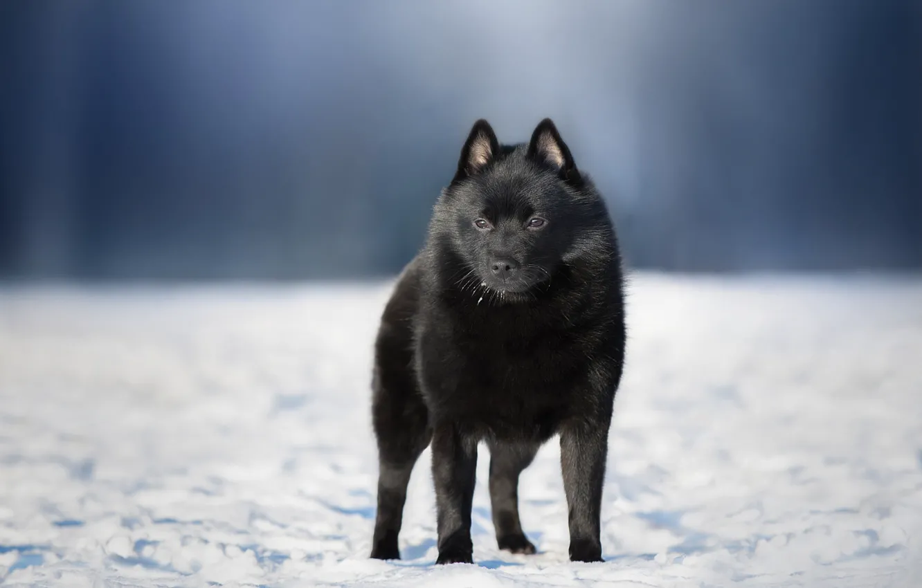 Фото обои зима, снег, природа, собака, пёс, Anna Oris, шипперке