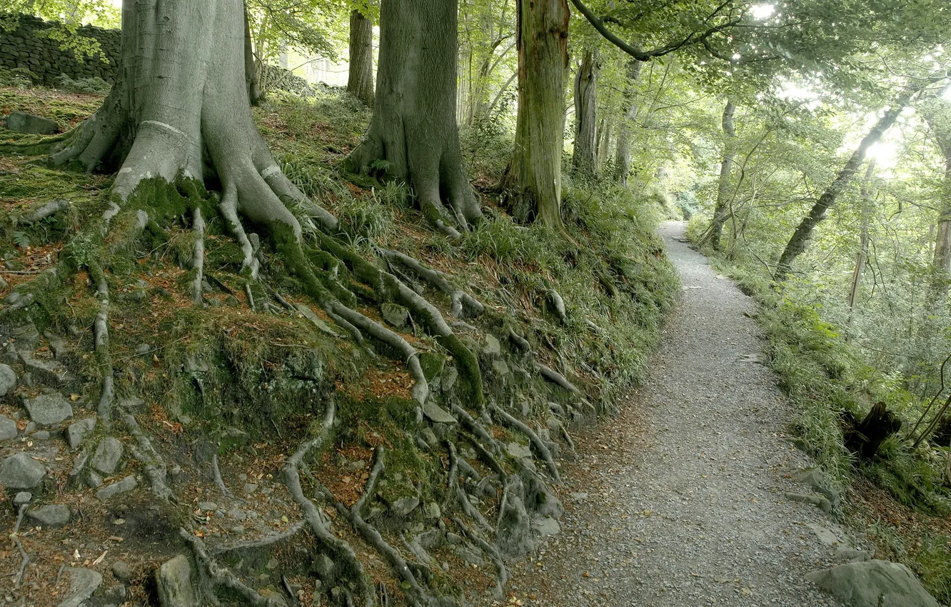 Фото обои дорога, деревья, природа, корни