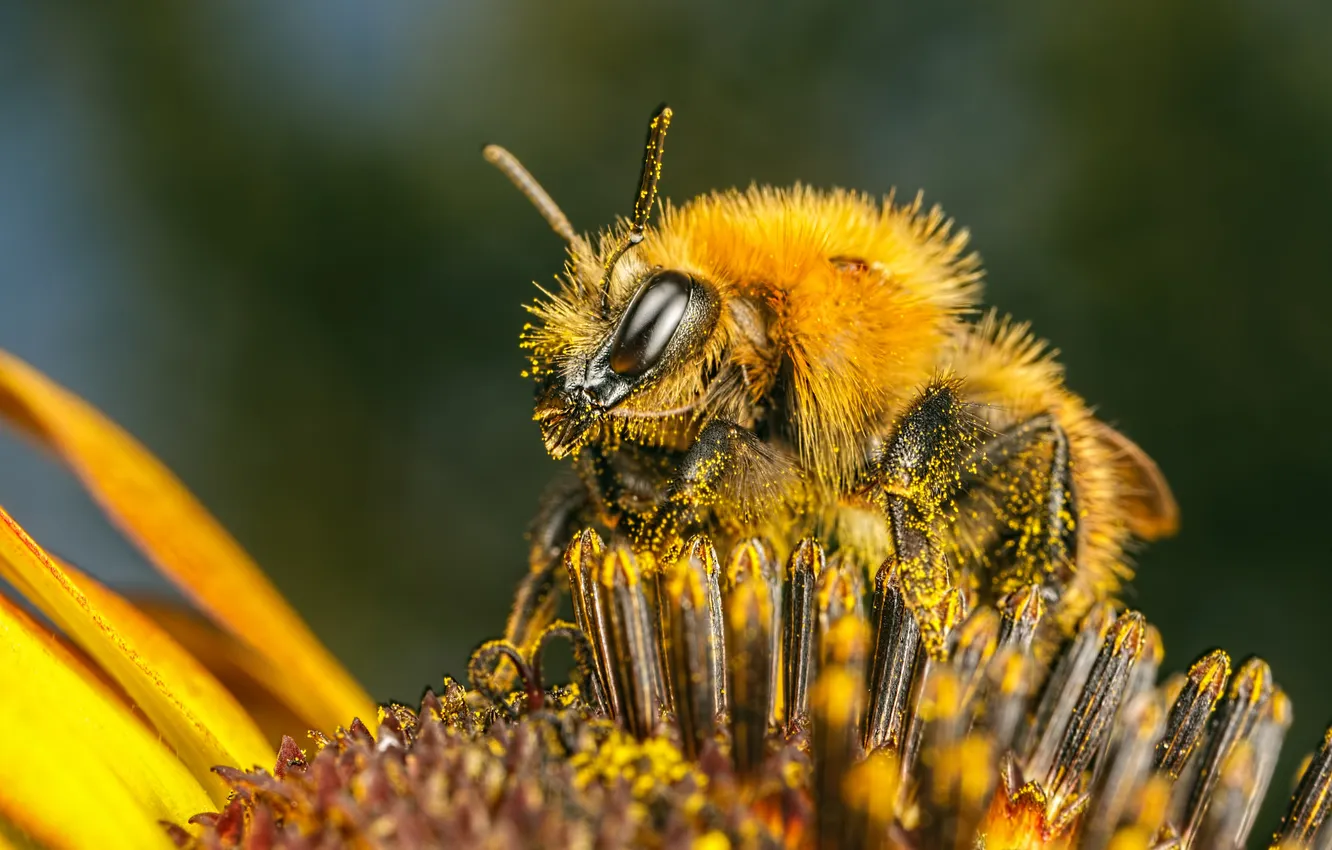 Фото обои цветок, пчела, пыльца, насекомое