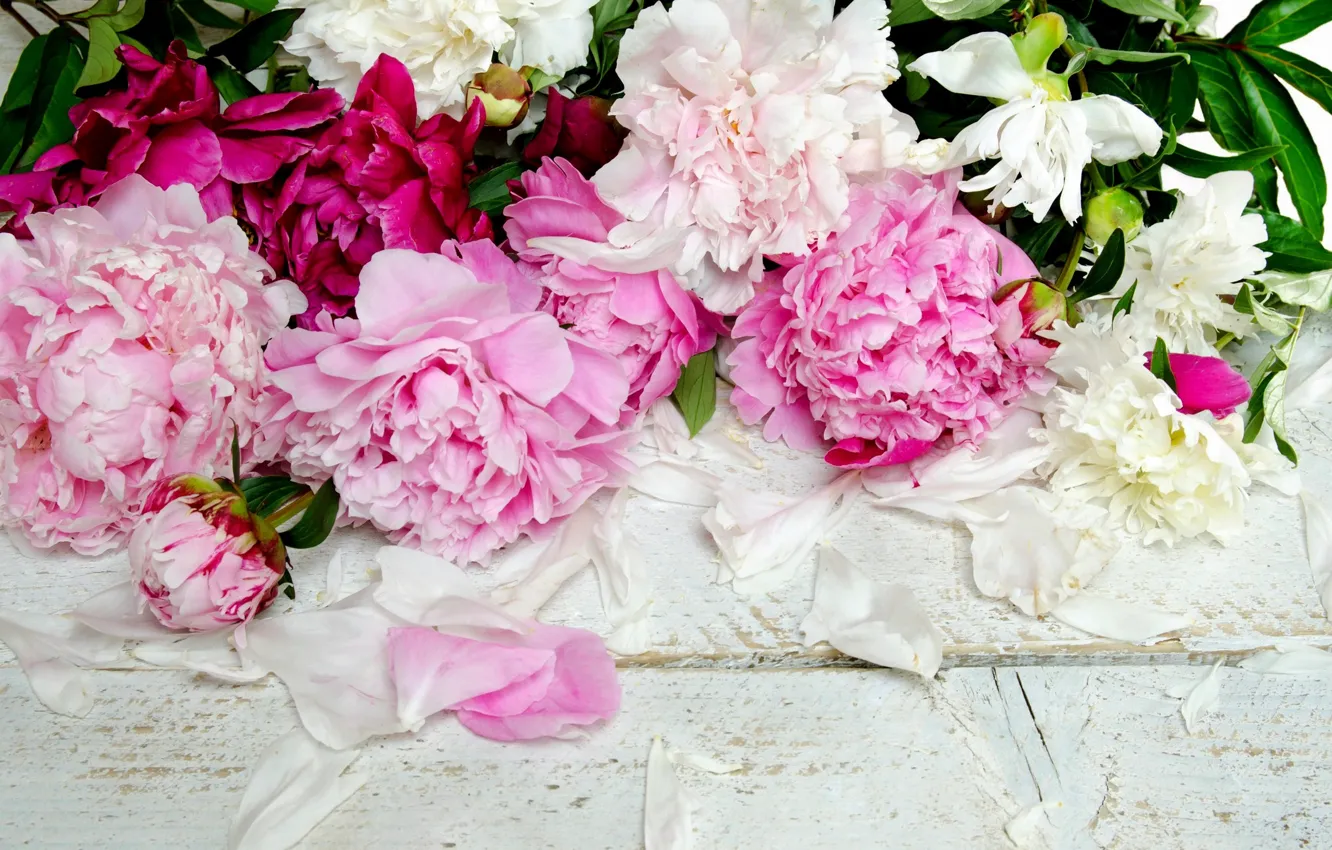 Фото обои цветы, лепестки, бутоны, пионы
