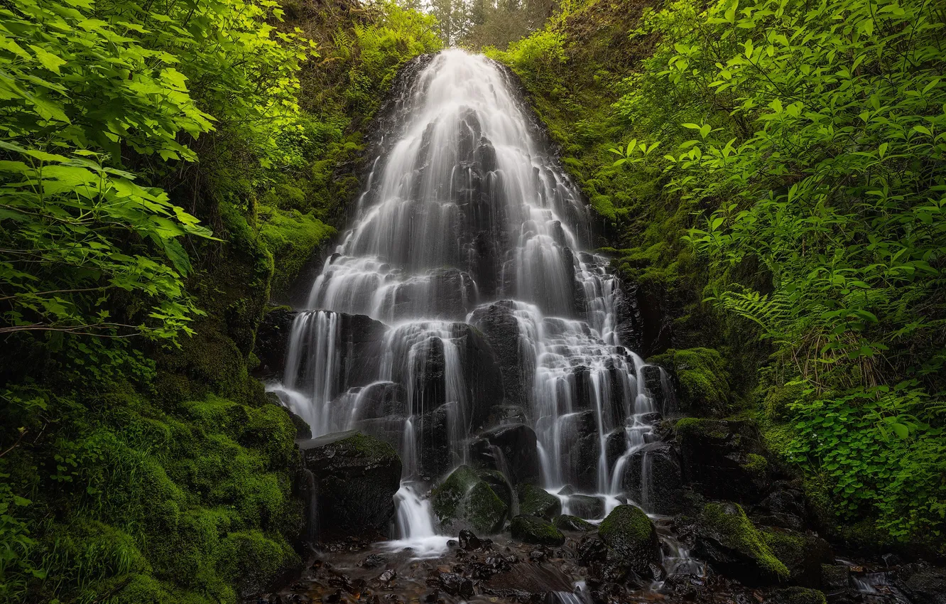 Фото обои лес, водопад, Орегон, каскад, Oregon, Columbia River Gorge, Fairy Falls, Ущелье реки Колумбия