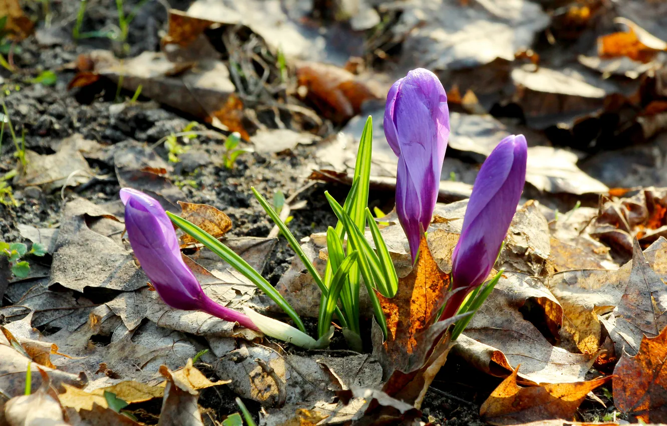 Фото обои flower, spring, Crocus