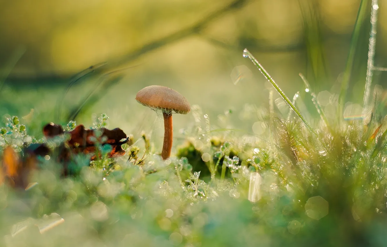 Фото обои трава, роса, гриб, мох, боке, грибок, Antonio Coelho