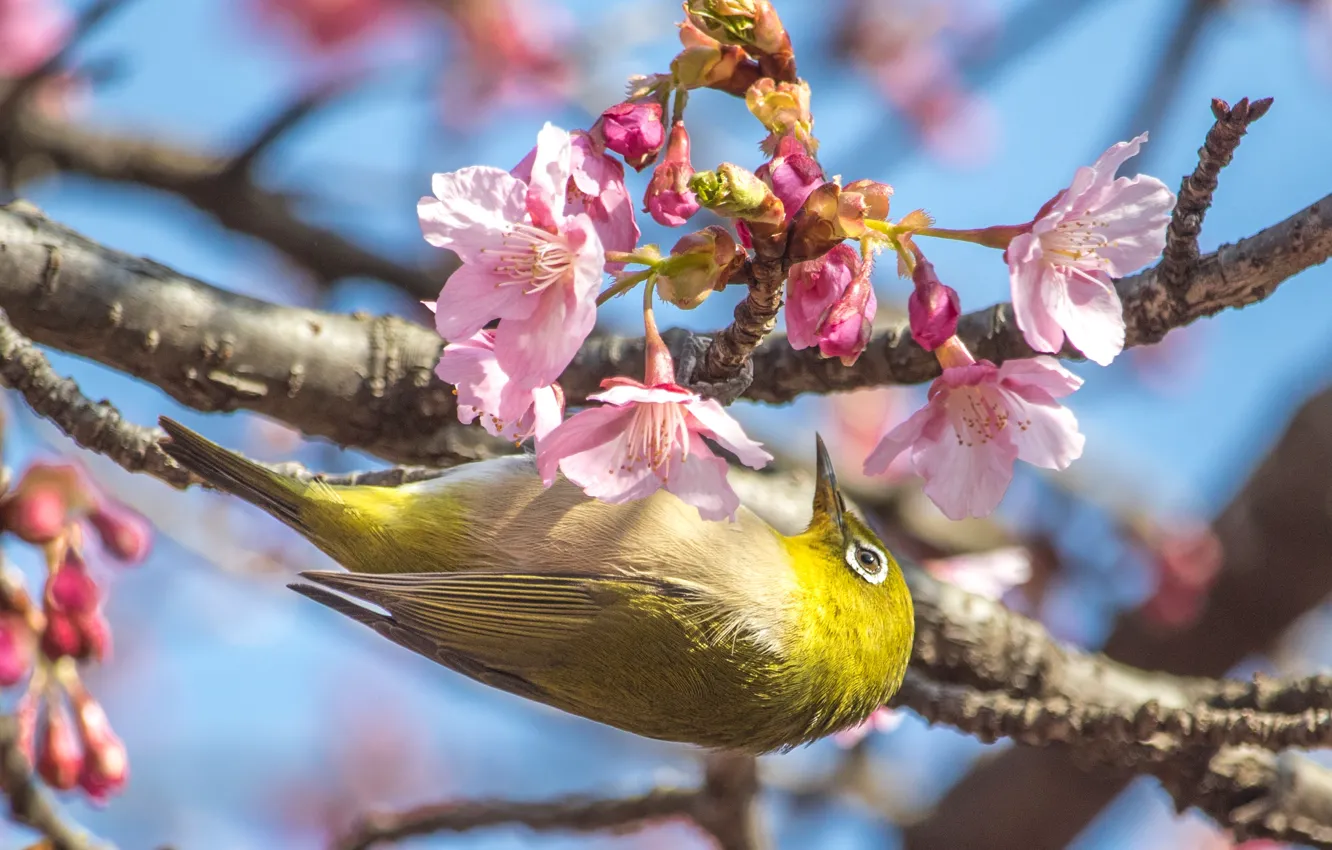 Фото обои цветы, поза, птица, ветка, весна, цветение, японская белоглазка