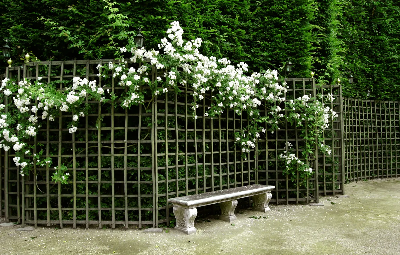 Фото обои цветы, скамейка, природа, парк, сад, Nature, park, flowers