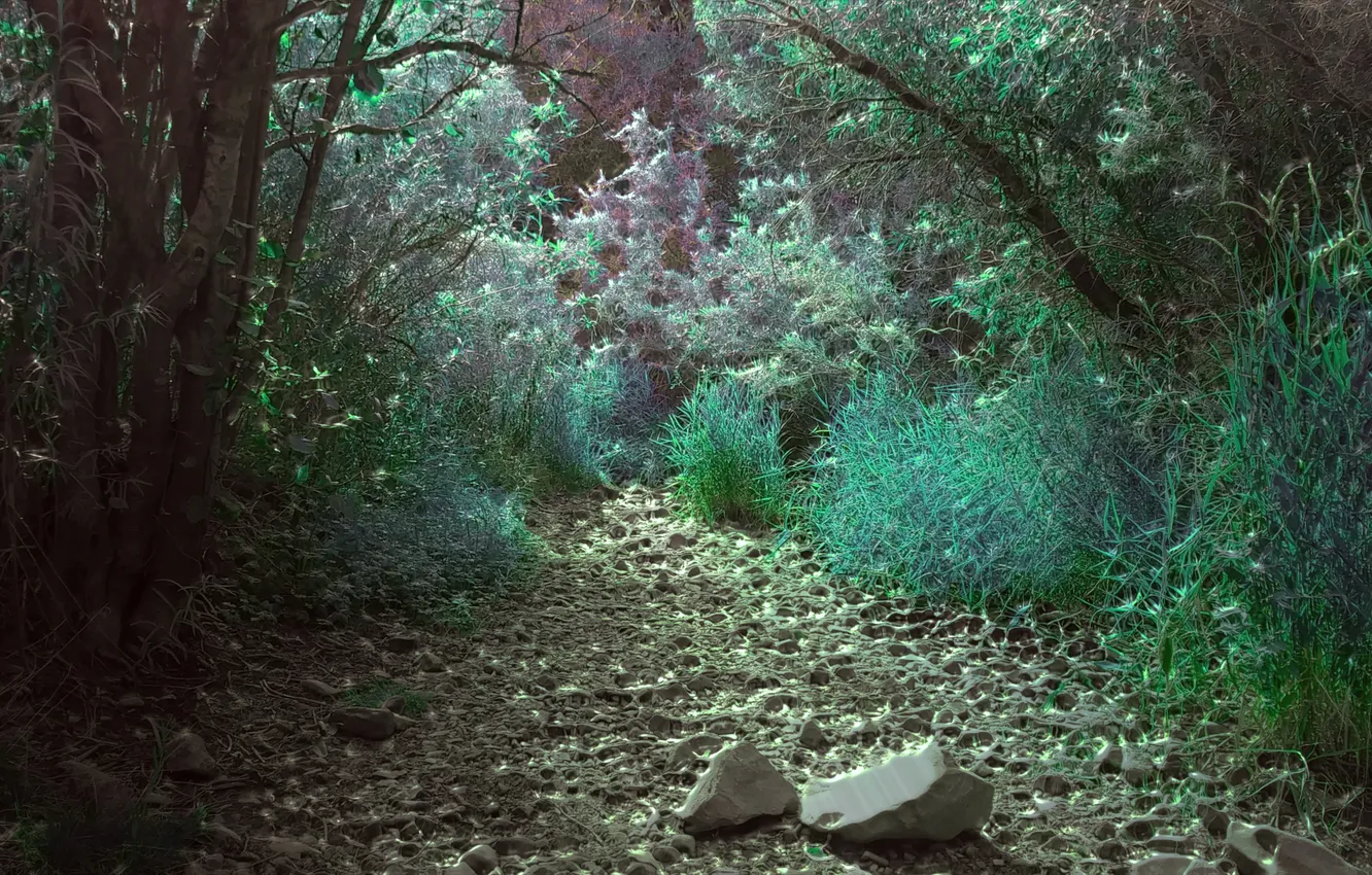 Фото обои forest, trees, nature, wood, stones, greenery, Colorado, psychedelic