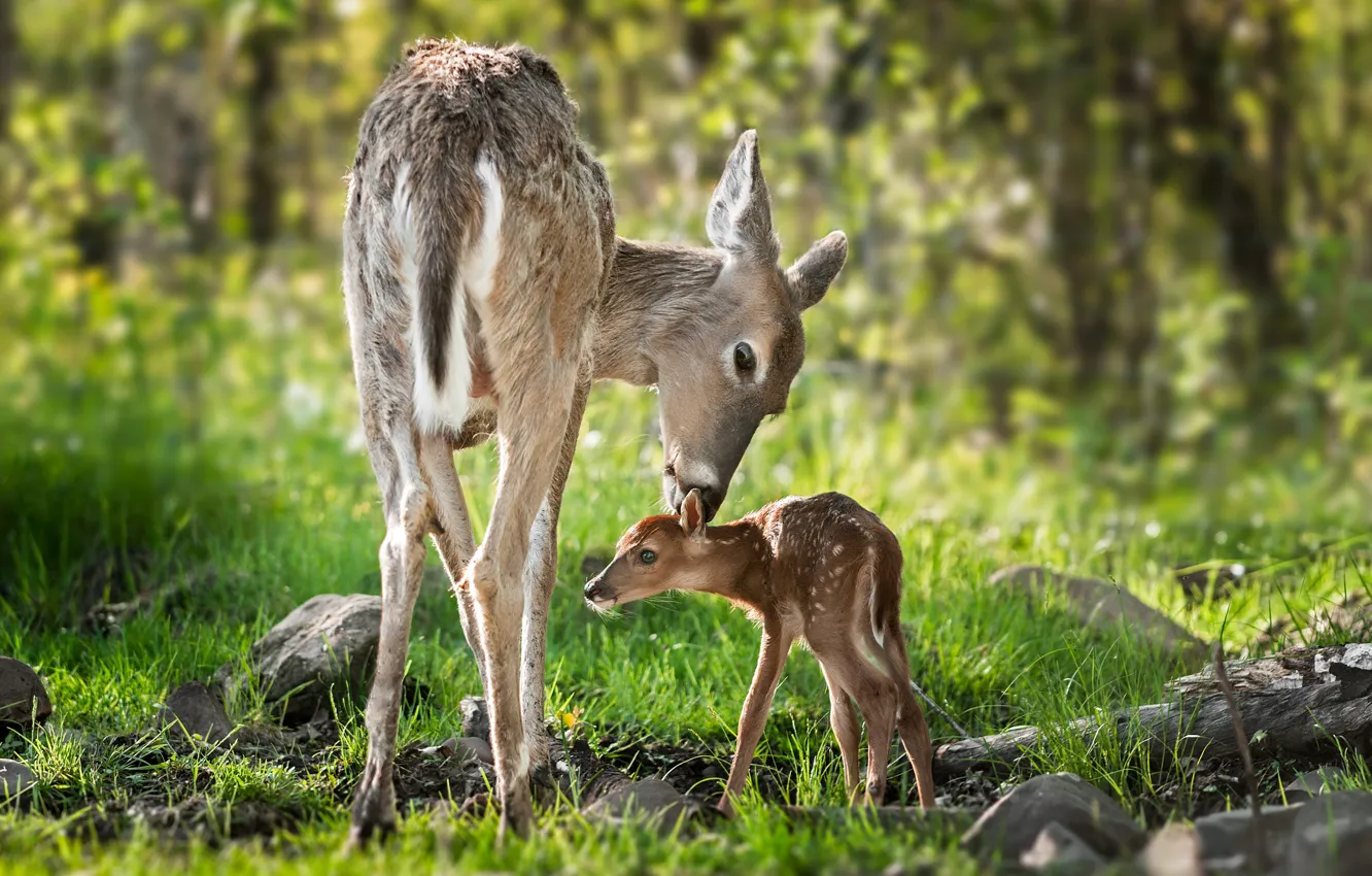 Фото обои лес, животные, природа, детёныш, олени, оленёнок