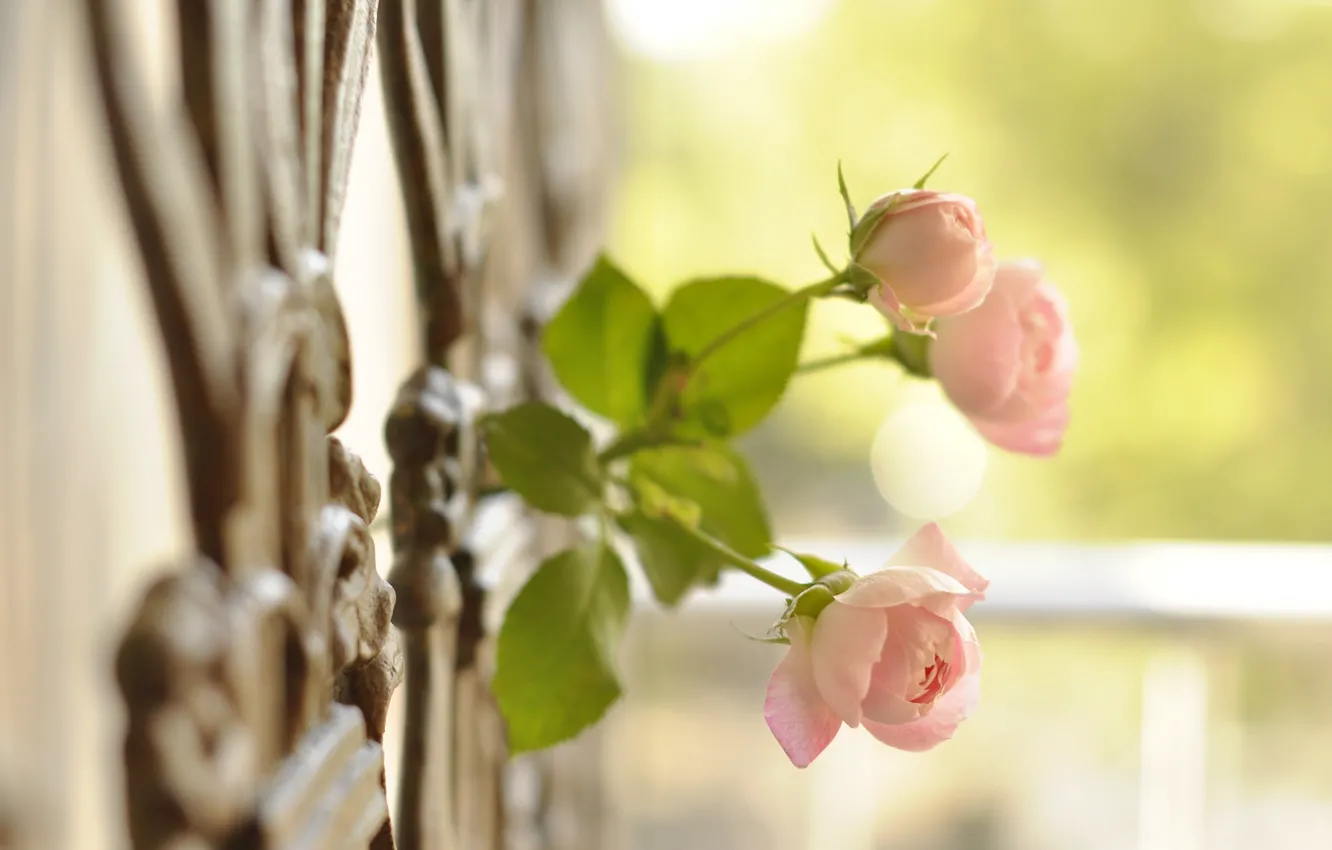 Фото обои макро, забор, розы, бутоны