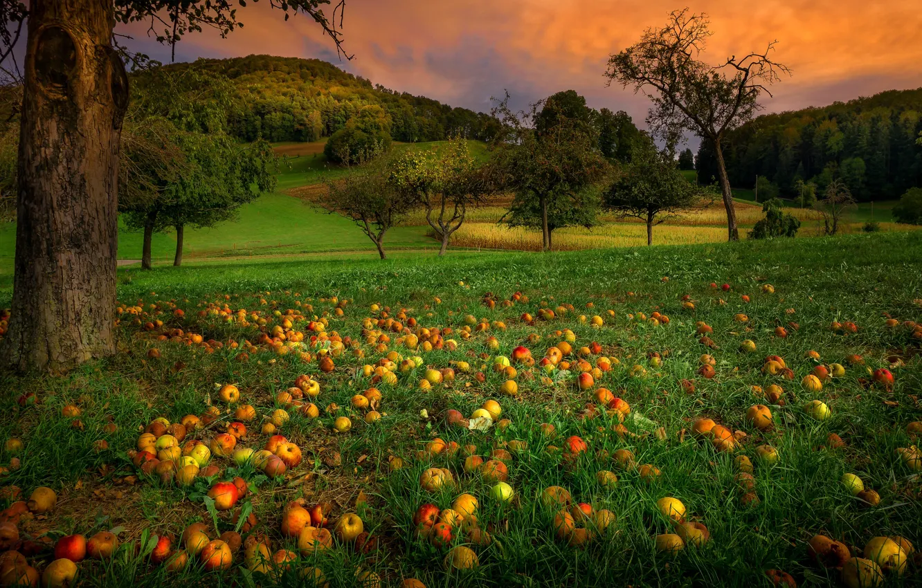 Фото обои зелень, осень, лето, трава, облака, деревья, пейзаж, закат