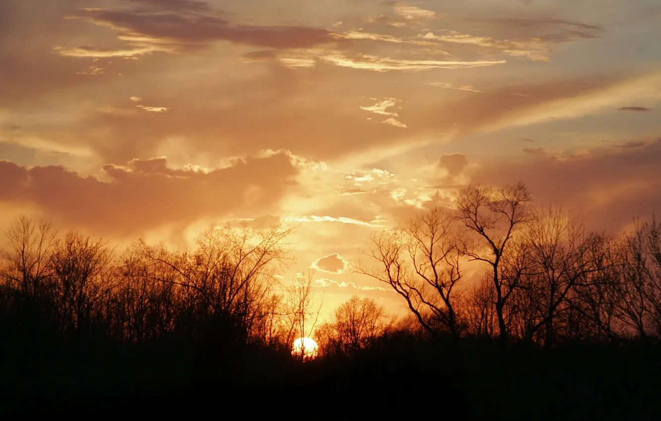 Фото обои солнце, облака, деревья, закат