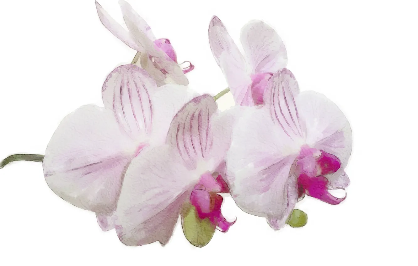 Фото обои цветок, лепестки, орхидея