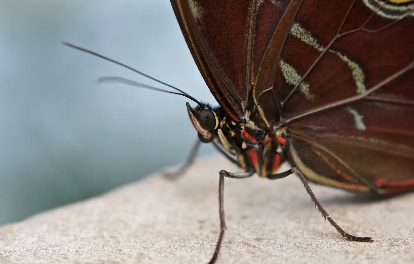 Фото обои бабочка, крылья, насекомое, мотылек