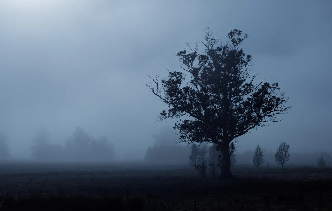 Фото обои туман, дерево, силуэт