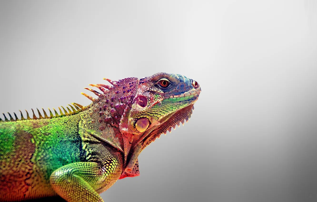 Фото обои цвета, ящерица, animals, iguana, Игауна
