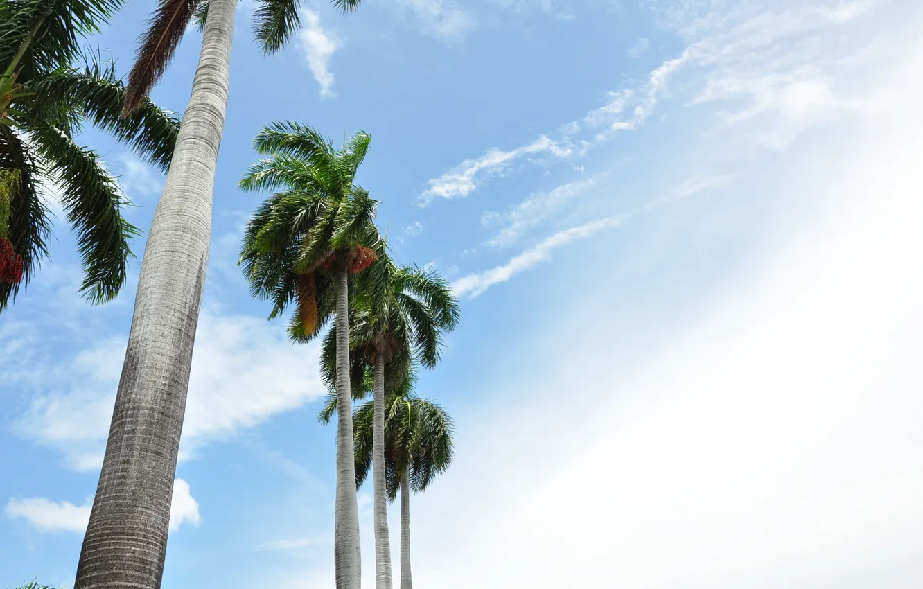 Фото обои лето, небо, солнце, пальмы, USA, США, Америка, Miami