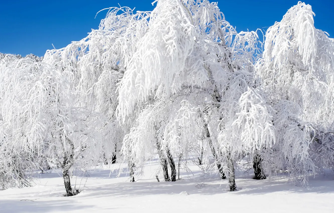 Фото обои зима, иней, лес, небо, снег, береза, роща