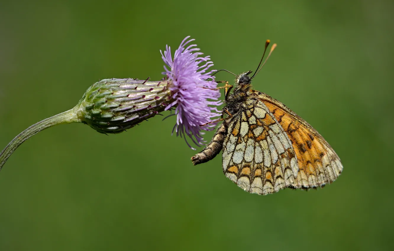 Фото обои цветок, бабочка, чертополох