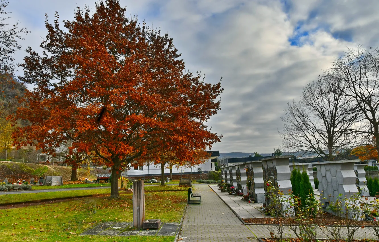 Фото обои Herbst, Herbstlaub, Buche