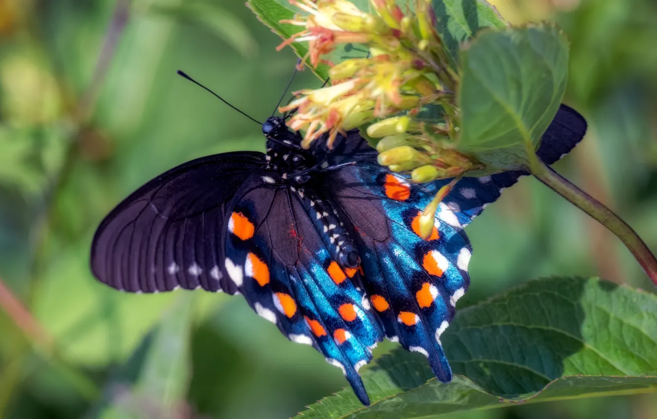 Фото обои макро, цветы, синий, бабочка