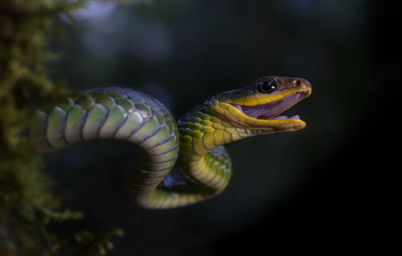 Фото обои змея, пасть, открытый рот