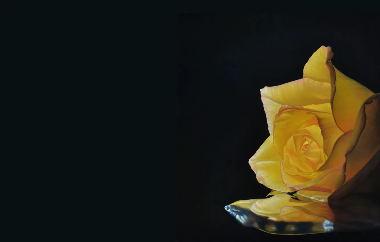 Фото обои цветы, настроение, роза, минимализм, арт, Patrick Kamer