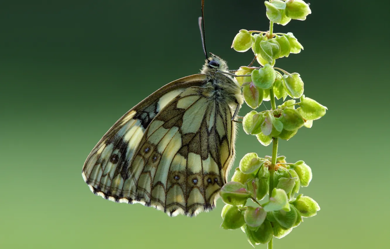 Фото обои макро, бабочка, Пестроглазка галатея