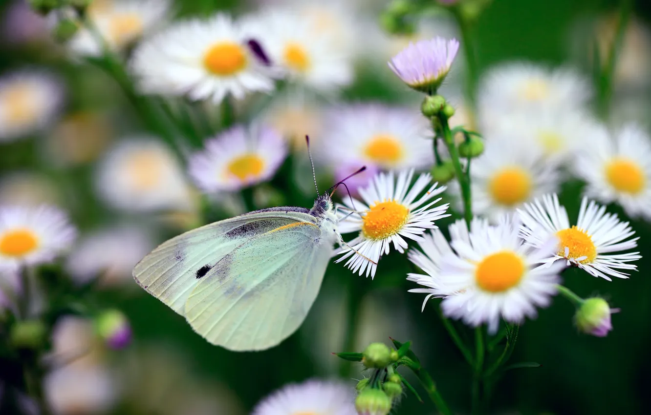 Фото обои макро, цветы, бабочка, метелик