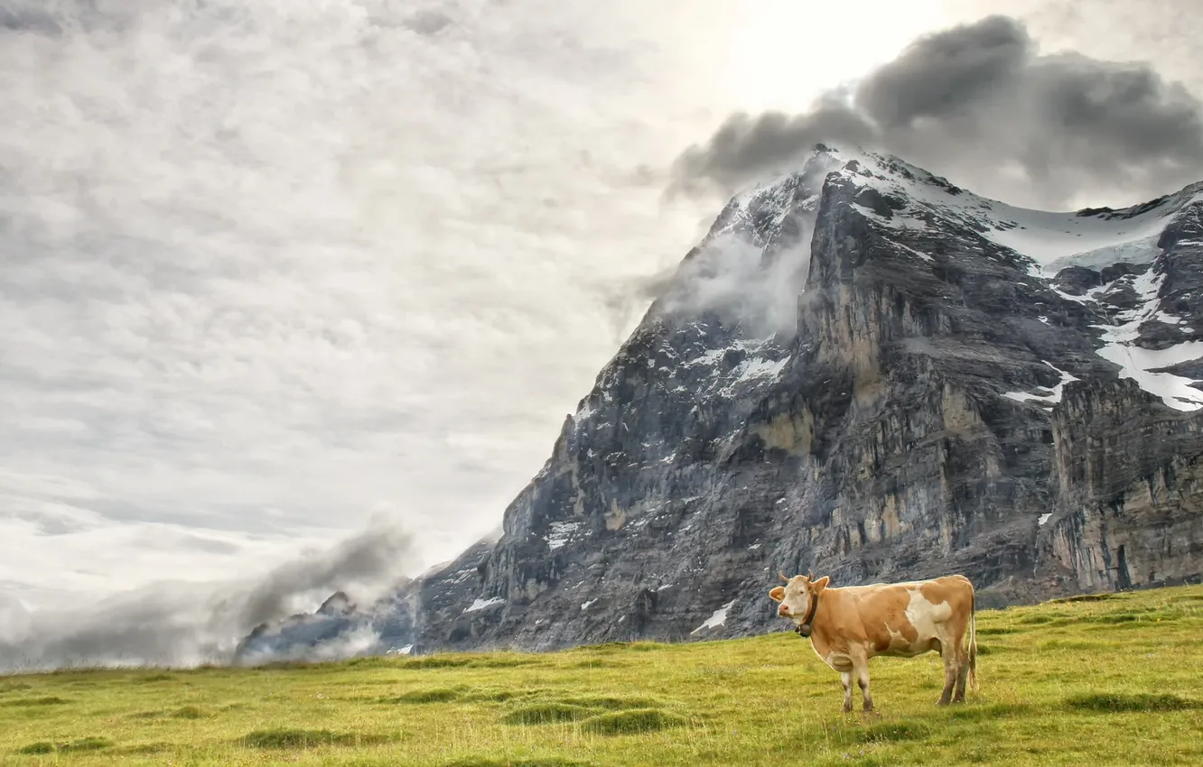 Фото обои природа, гора, корова
