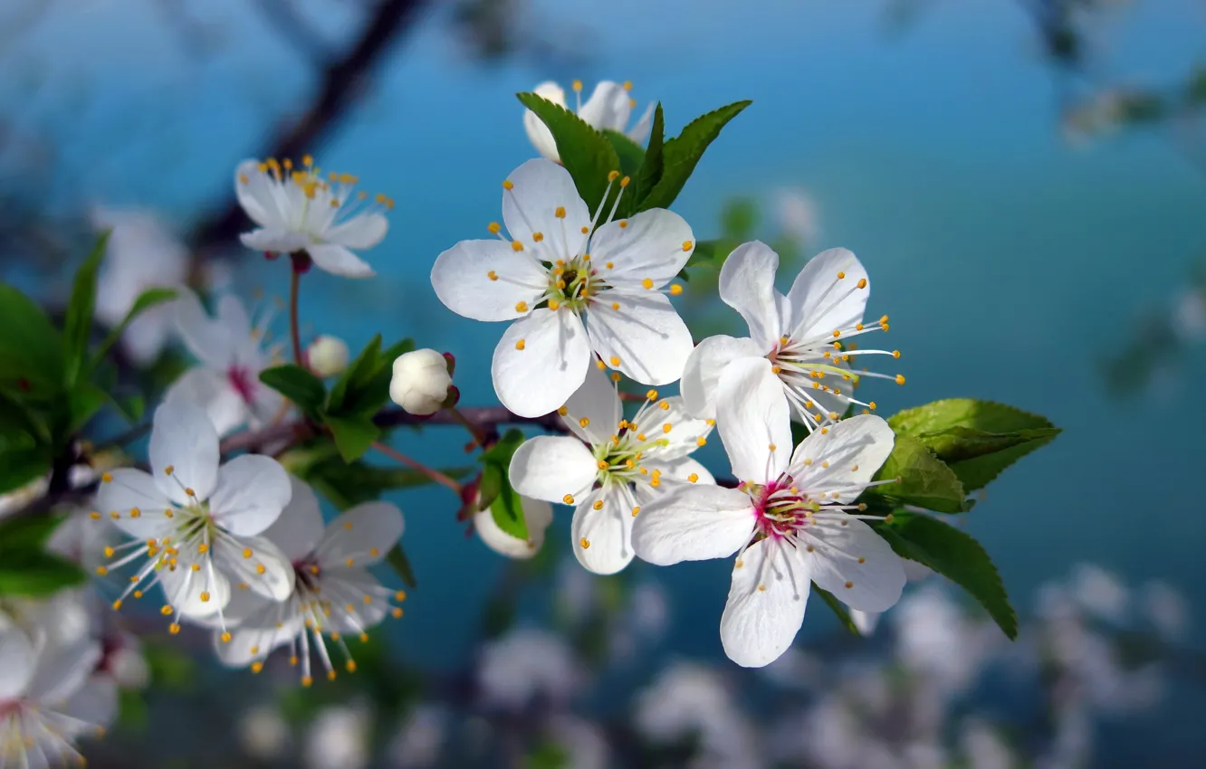 Фото обои цветы, вишня, дерево, ветка, весна, white, цветение, flowers