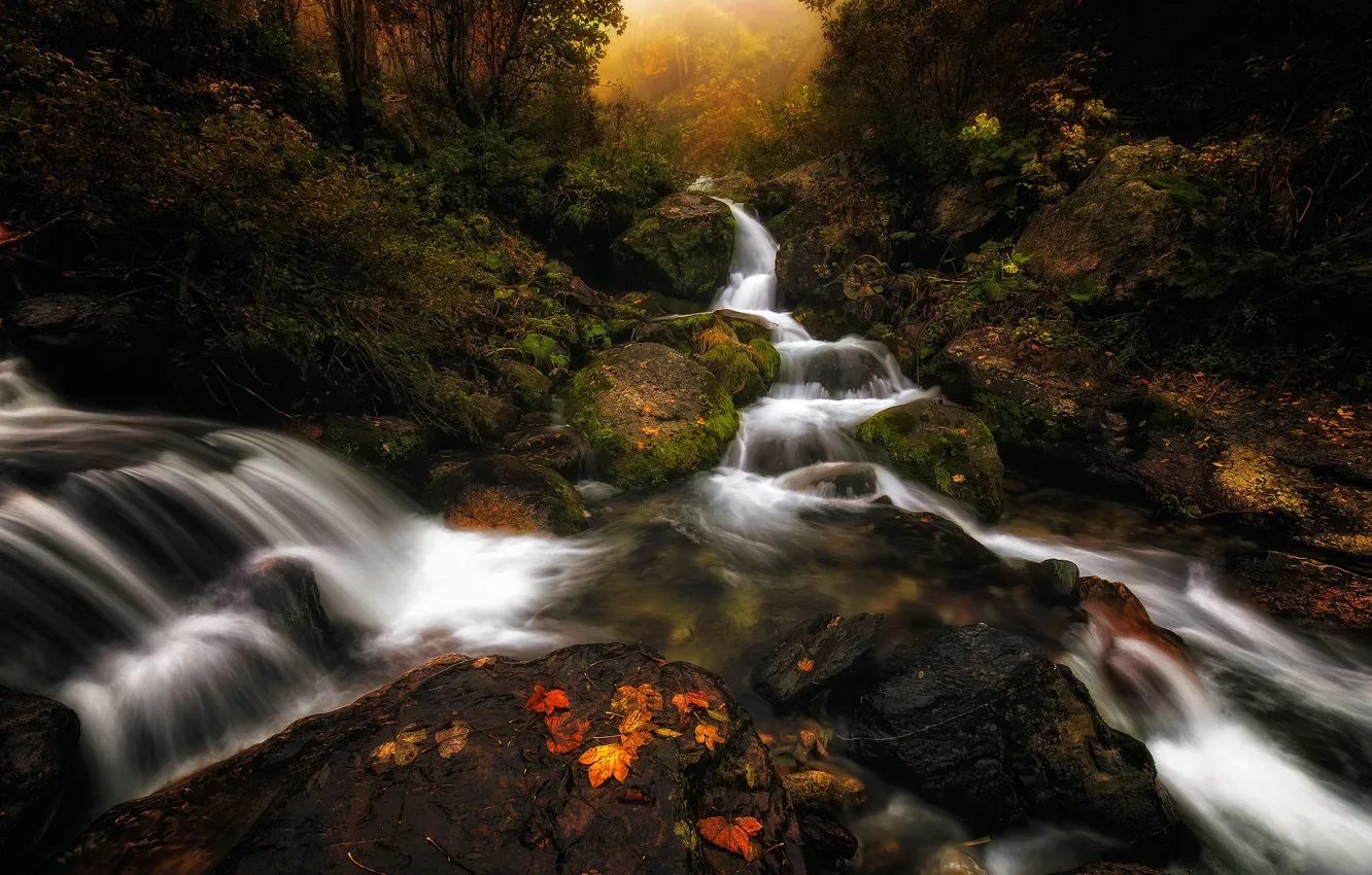 Фото обои осень, лес, листья, деревья, река, ручей, Италия, Пьемонт