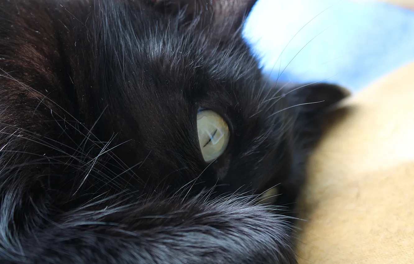 Фото обои лапа, Кошка, черная
