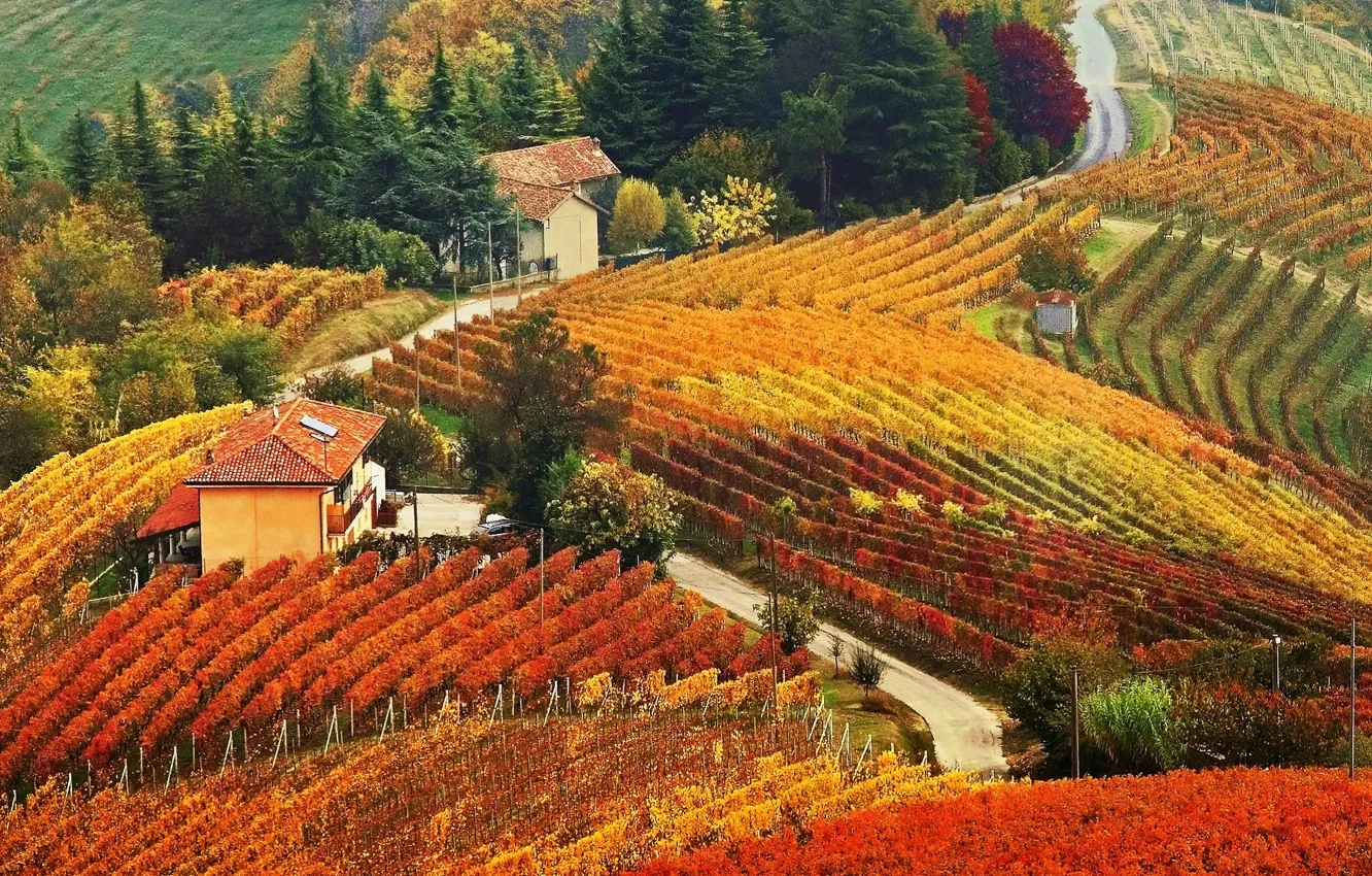 Фото обои осень, дом, холмы, виноградник