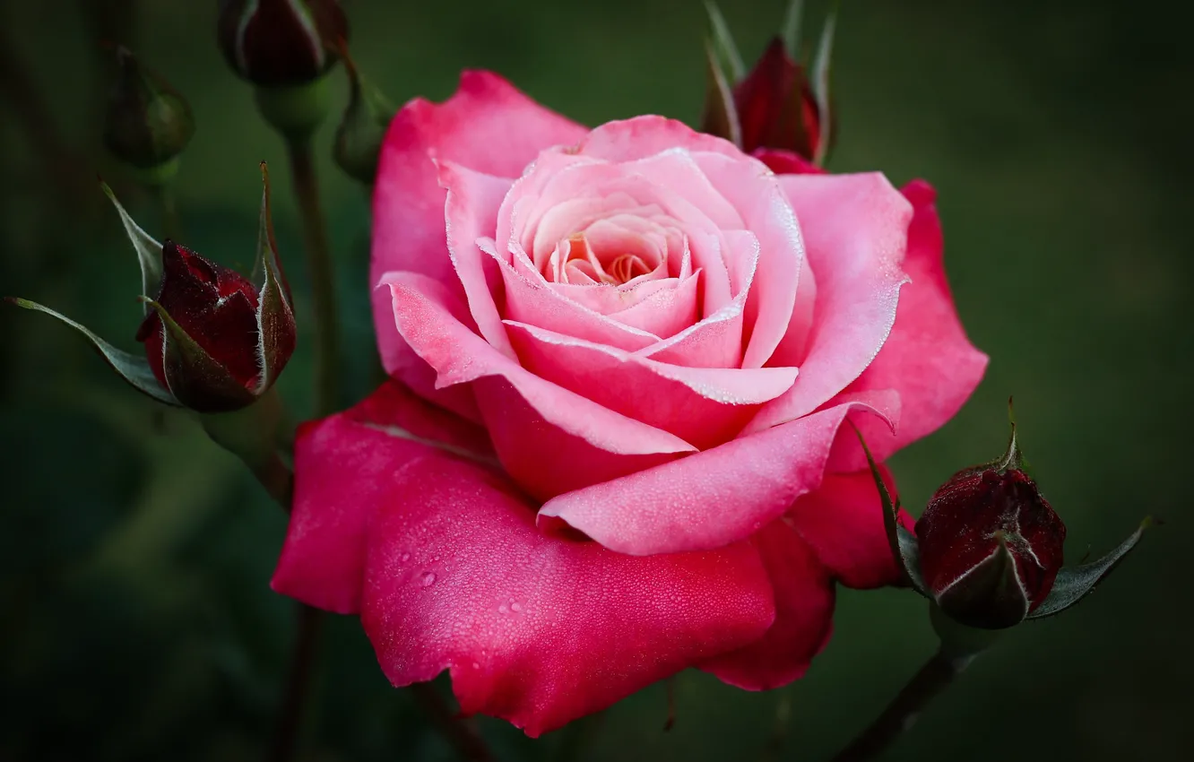 Фото обои цветок, фон, розовая, роза, бутон, яркая