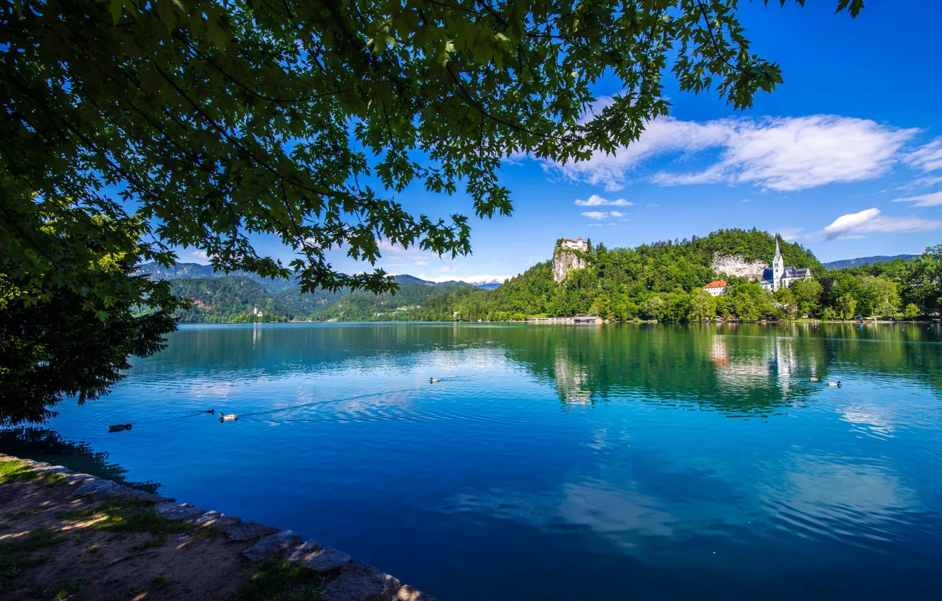 Фото обои зелень, лес, лето, небо, листья, вода, солнце, облака