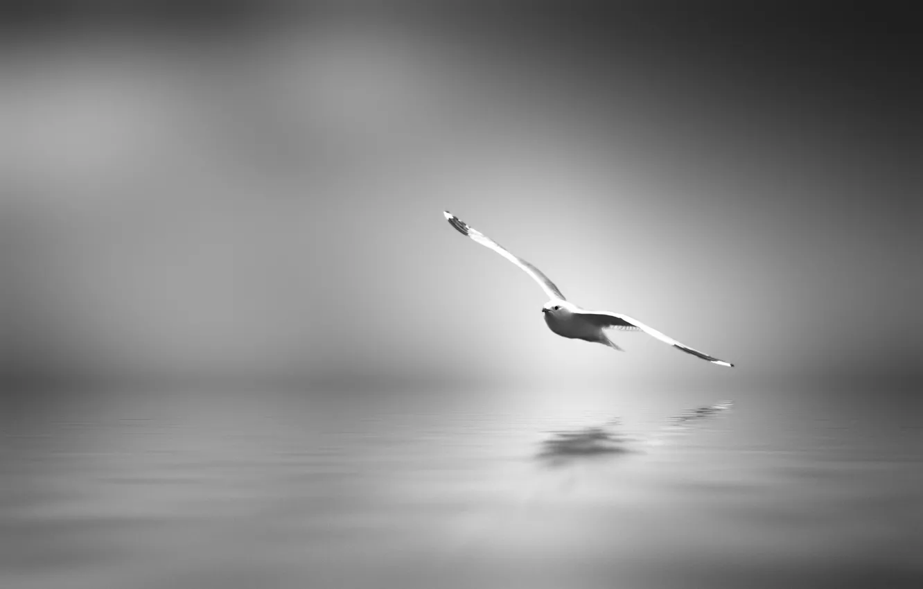 Фото обои птица, арт, черно-белое, Спокойствие, размышление