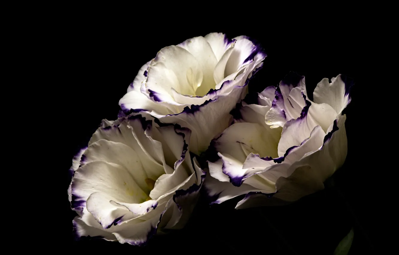 Фото обои цветы, тёмный фон, эустома