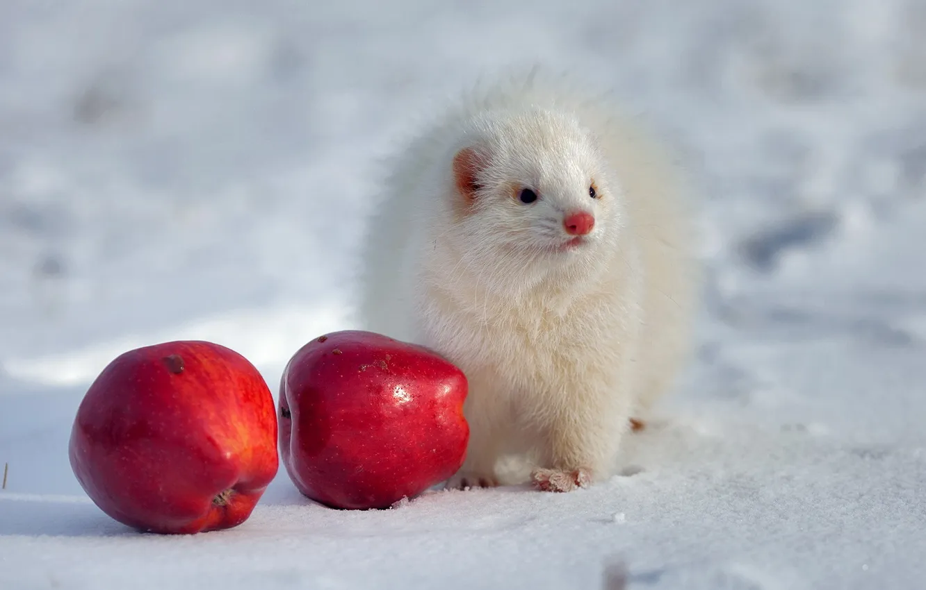 Фото обои зима, яблоки, хорёк