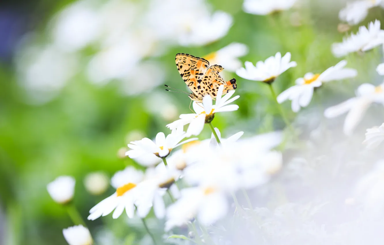 Фото обои лето, цветы, природа, бабочка, ромашки, крылья, фокус