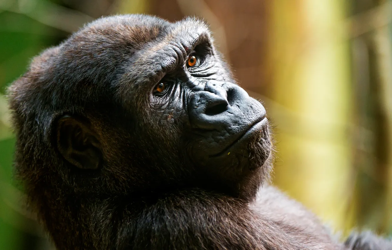 Фото обои обезьяна, горилла, примат
